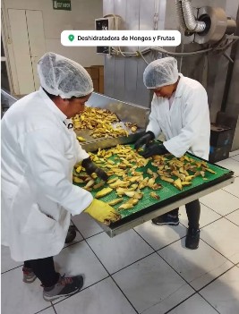 Deshidratadora de Hongos y Frutas